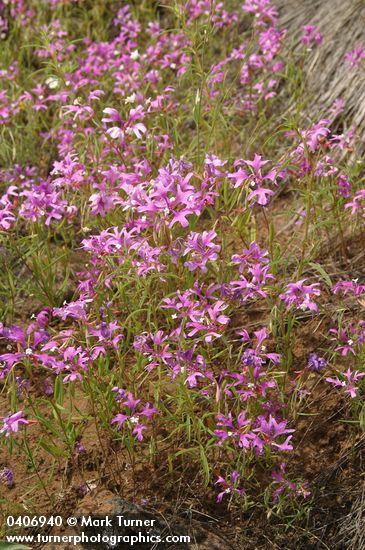 Beautiful Clarkia (Ragged Robin)