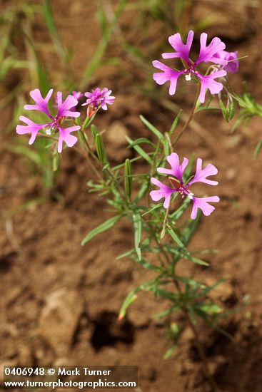 Beautiful Clarkia (Ragged Robin)