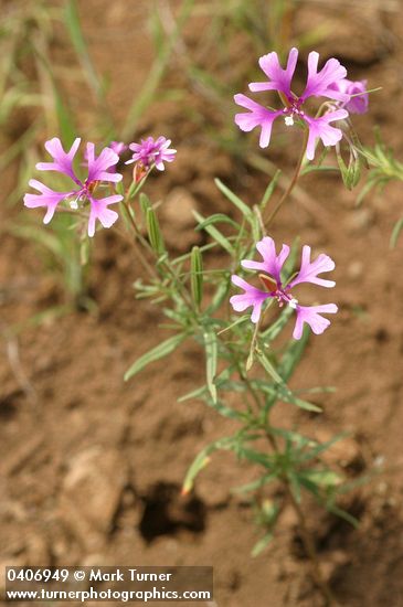 Beautiful Clarkia (Ragged Robin)