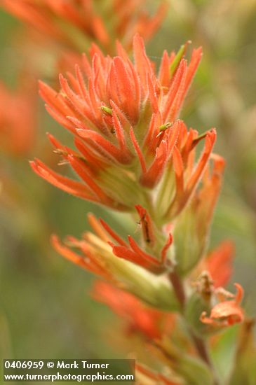 Acute Paintbrush bracts & blossoms