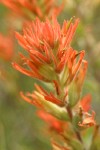 Acute Paintbrush bracts & blossoms