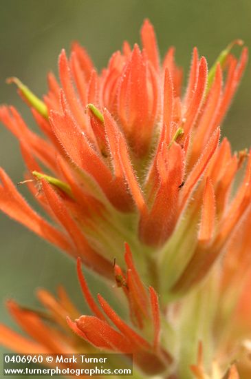 Acute Paintbrush bracts & blossoms detail
