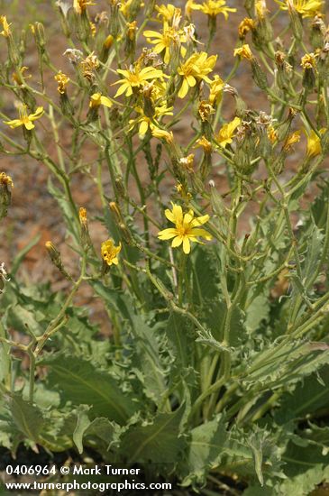 Slender Hawksbeard