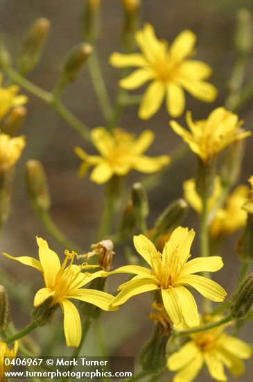 Slender Hawksbeard blossoms