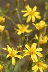 Slender Hawksbeard blossoms
