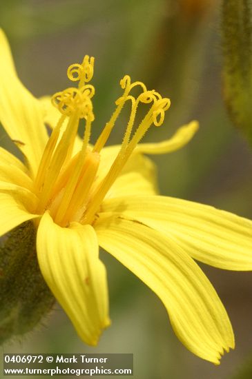 Slender Hawksbeard blossom extreme detail