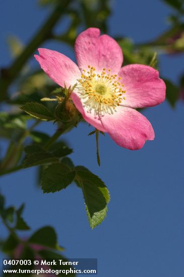 Sweetbriar Rose blossom & foliage against blue sky