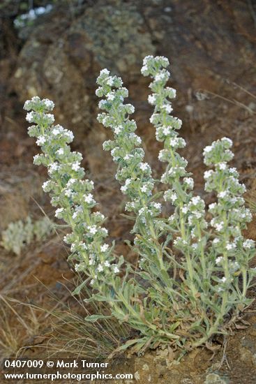Elko Cryptantha