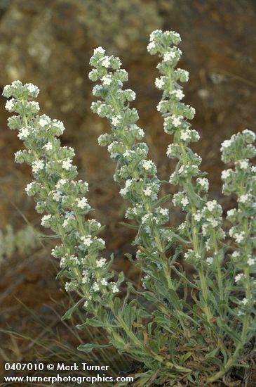 Elko Cryptantha