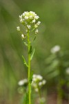 Field Pennycress