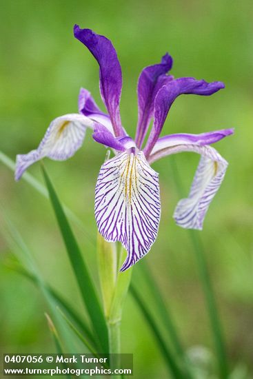Rocky Mountain Iris blossom
