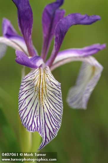 Rocky Mountain Iris blossom detail