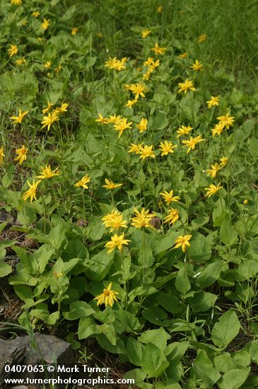 Heart-leaved Arnica
