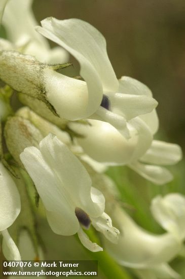Canadian Milkvetch blossoms extreme detail