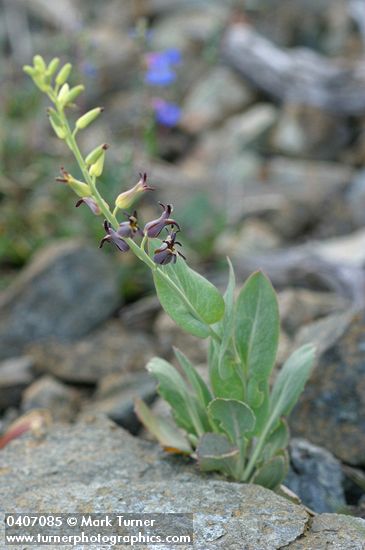 Heart-leaved Jewel Flower