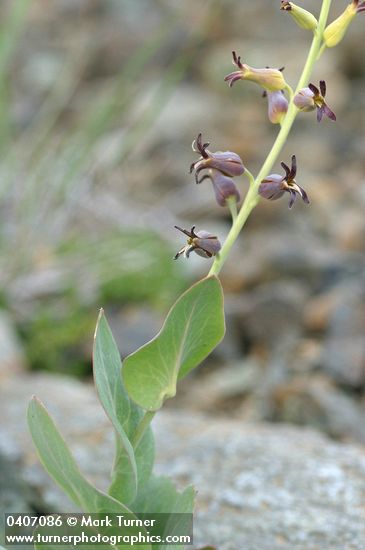 Heart-leaved Jewel Flower