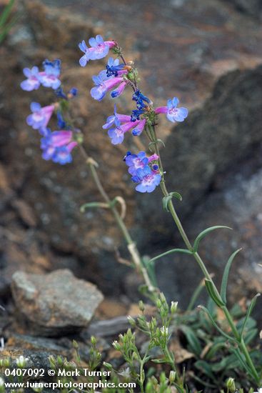 Low Penstemon