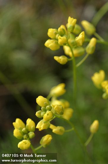 Denseleaf Draba blossoms