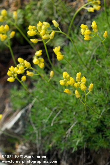 Denseleaf Draba