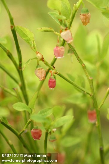 Grouseberry blossoms & foliage detail