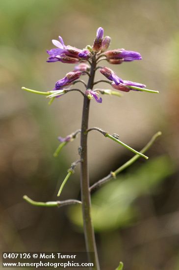 Spreading-pod Rockcress blossoms & immature siliques