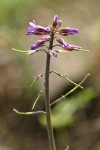 Spreading-pod Rockcress blossoms & immature siliques