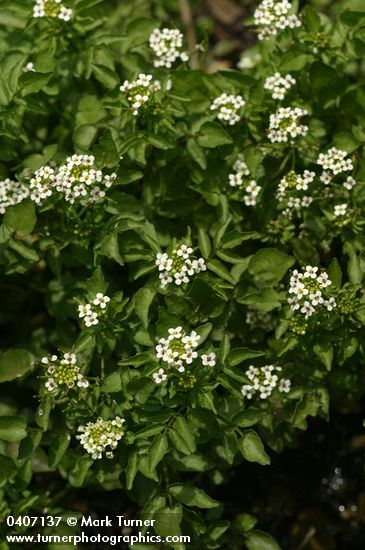 Brewer's Bittercress