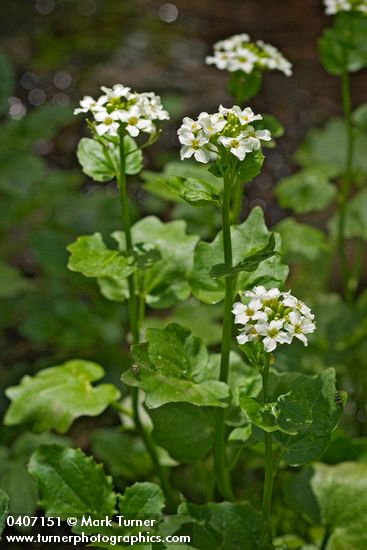 Large Mountain Bitter Cress