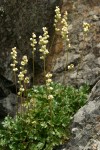 Alpine Alumroot