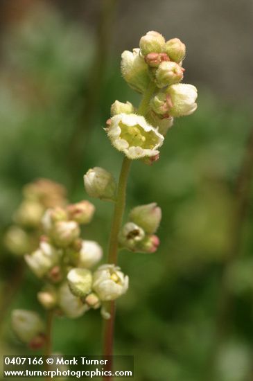Alpine Alumroot blossoms detail