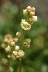 Alpine Alumroot blossoms detail