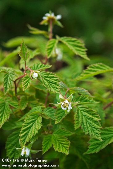 Western Red Raspberry