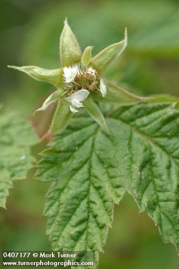 Western Red Raspberry blossom & foliage detail