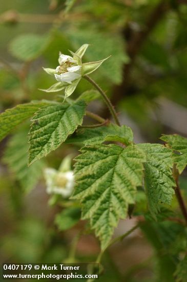 Western Red Raspberry blossoms & foliage detail