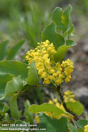 Trailing Oregon Grape blossoms & foliage