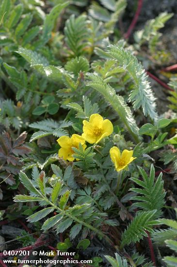 Common Silverweed