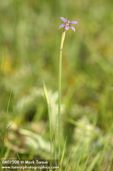 Idaho Blue-eyed Grass