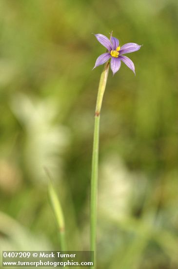 Idaho Blue-eyed Grass