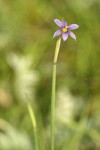 Idaho Blue-eyed Grass