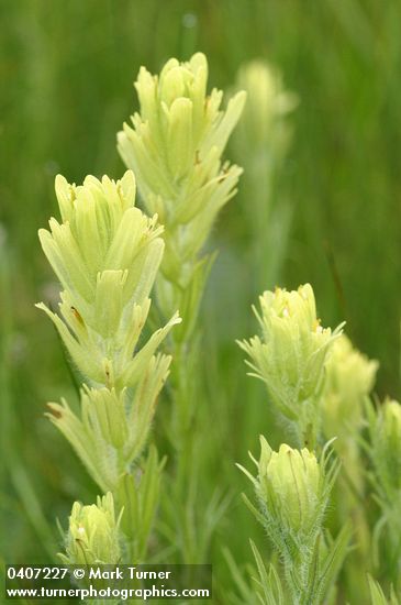 Cusick's Paint Brush