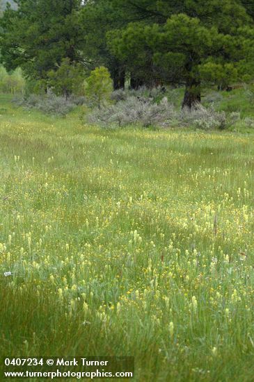 Cusick's Paint Brush in wet meadow