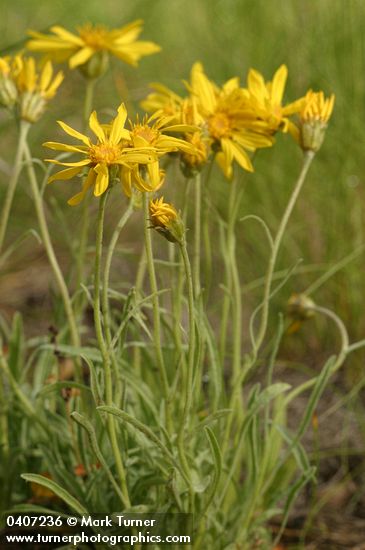 Woolly Goldenweed
