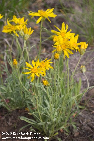 Woolly Goldenweed