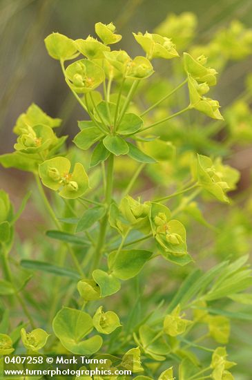 Leafy Spurge bracts, blossoms & foliage detail