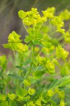 Leafy Spurge bracts, blossoms & foliage detail