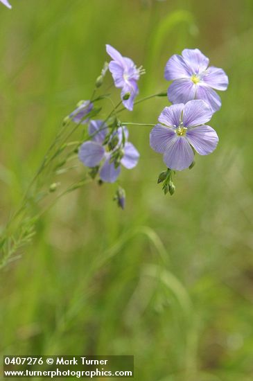 Western Blue Flax blossoms
