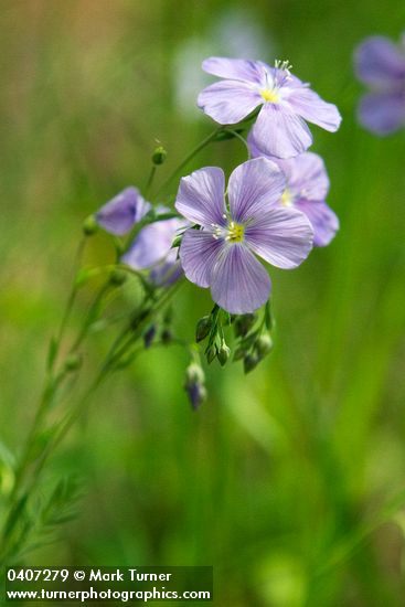 Western Blue Flax blossoms