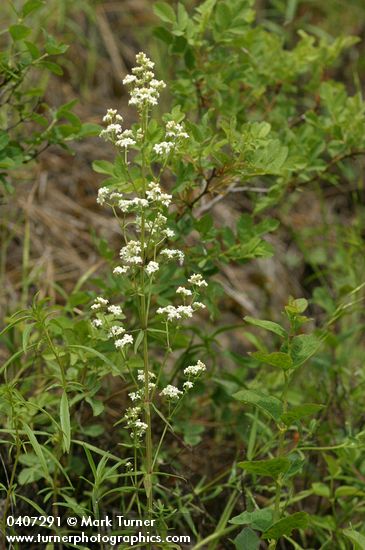 Northern Bedstraw