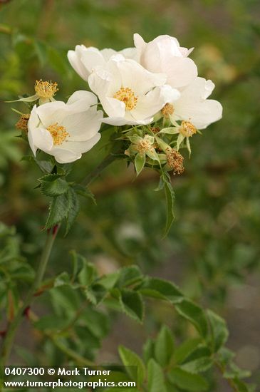 Dog Rose blossoms & foliage