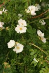 Dog Rose blossoms & foliage